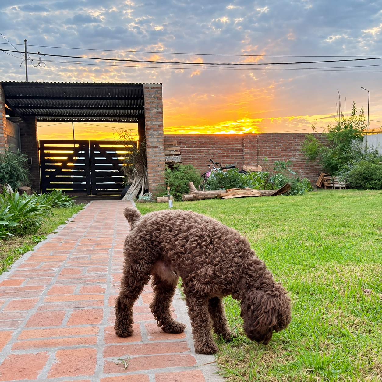 Perro jugando en el amplio patio de la guardería al atardecer