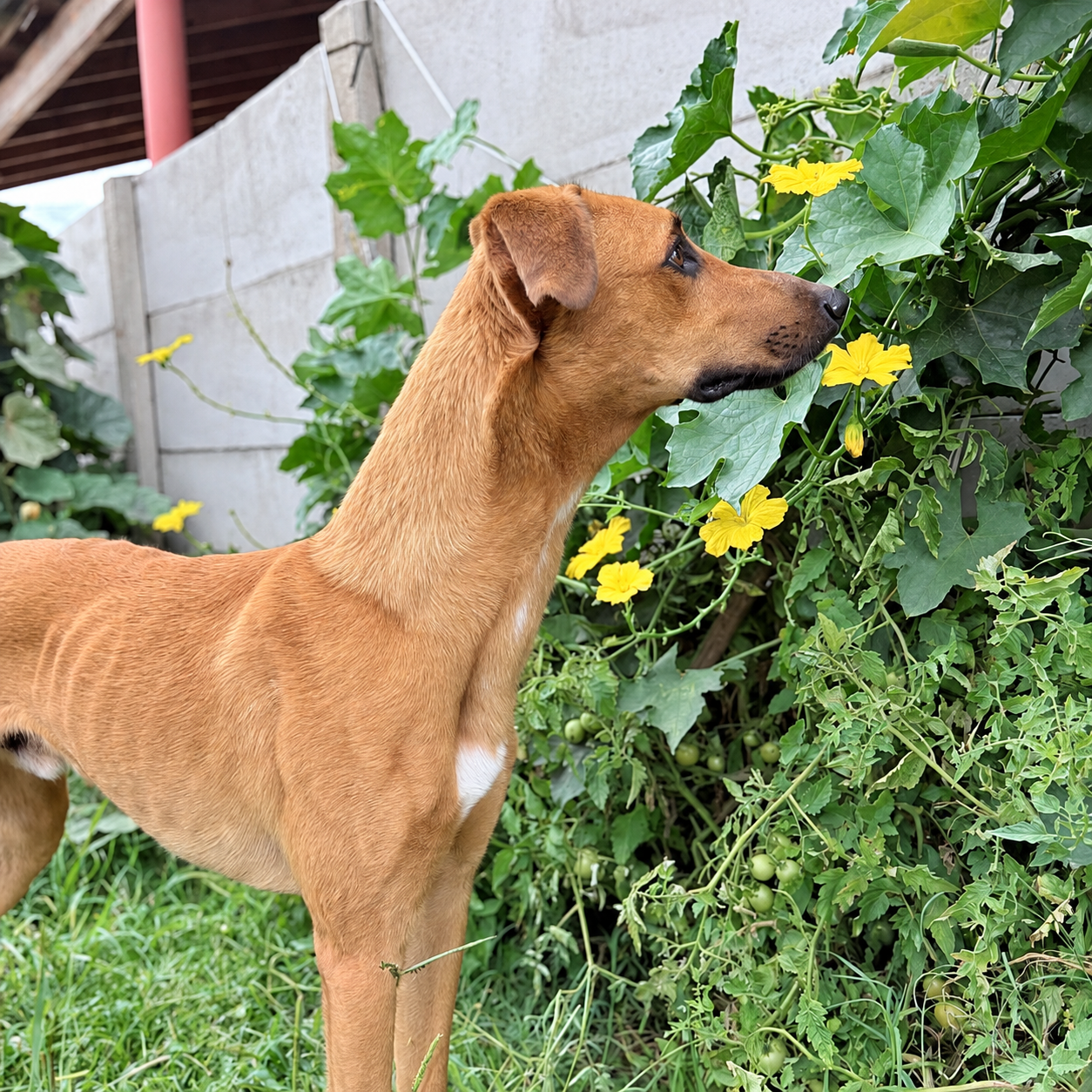 Perro olfateando plantas en la guardería