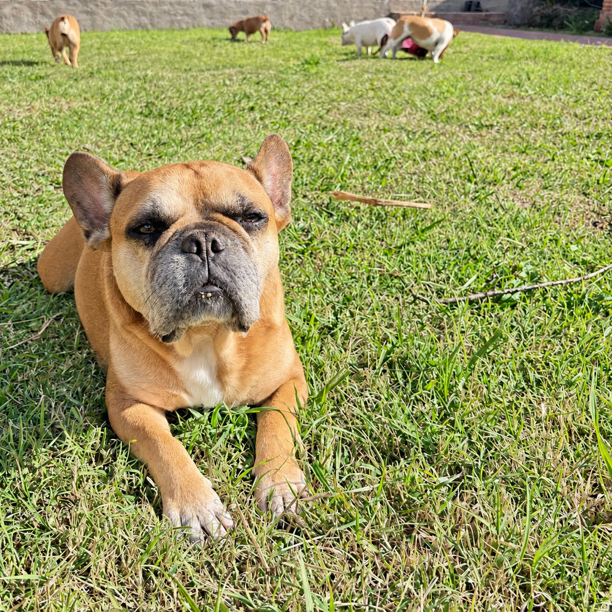 Perros descansando y jugando en el césped